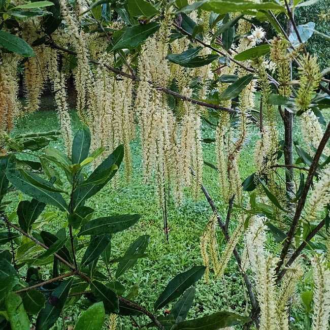 Macadamia Grafted A203