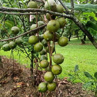 Macadamia Grafted A203 - Ladybird Nursery