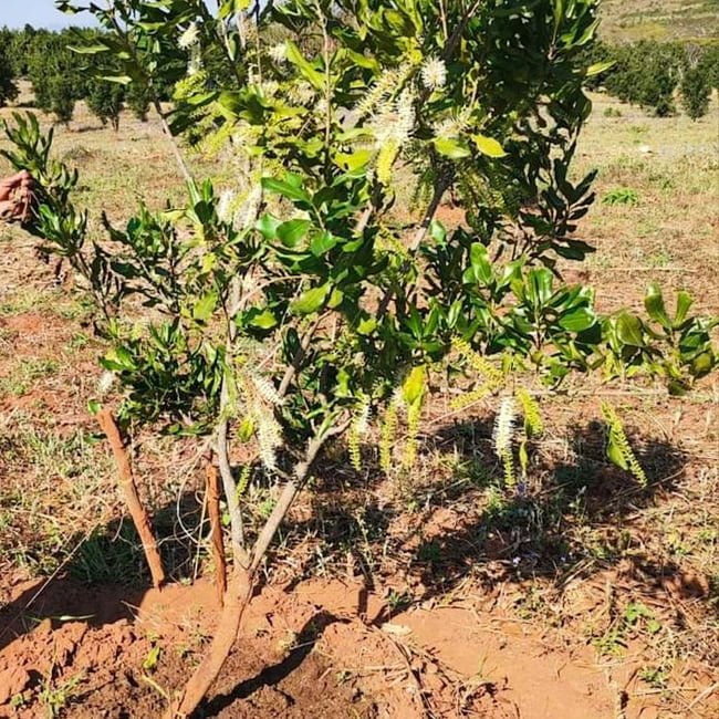 Macadamia Grafted 'A38' - Ladybird Nursery