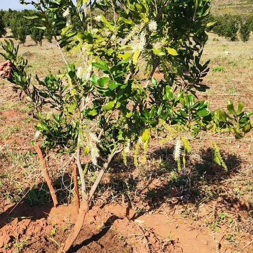 Macadamia Grafted 'A38' - Ladybird Nursery