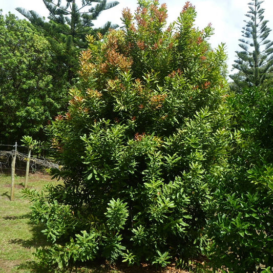 Macadamia Integrilfolia Hybrid G6