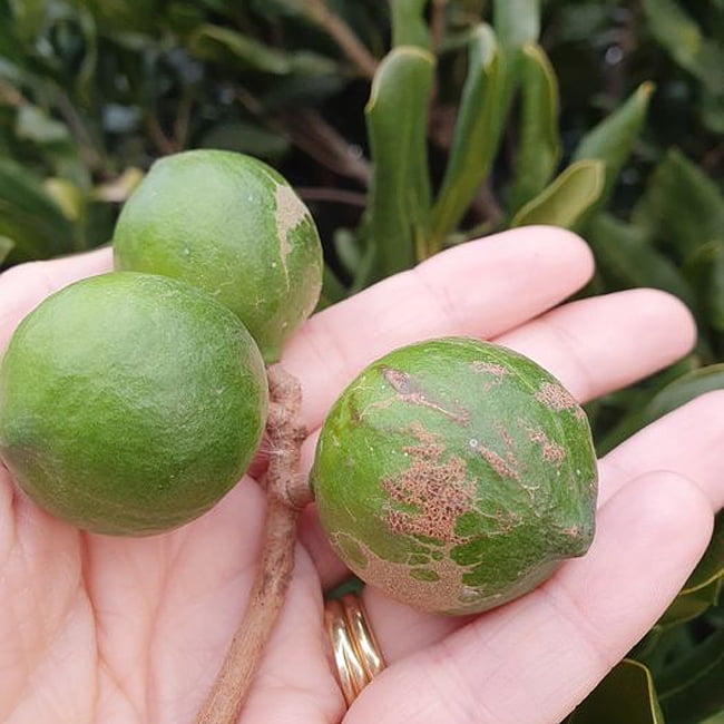 Dwarf Macadamia Lotsa Nuts