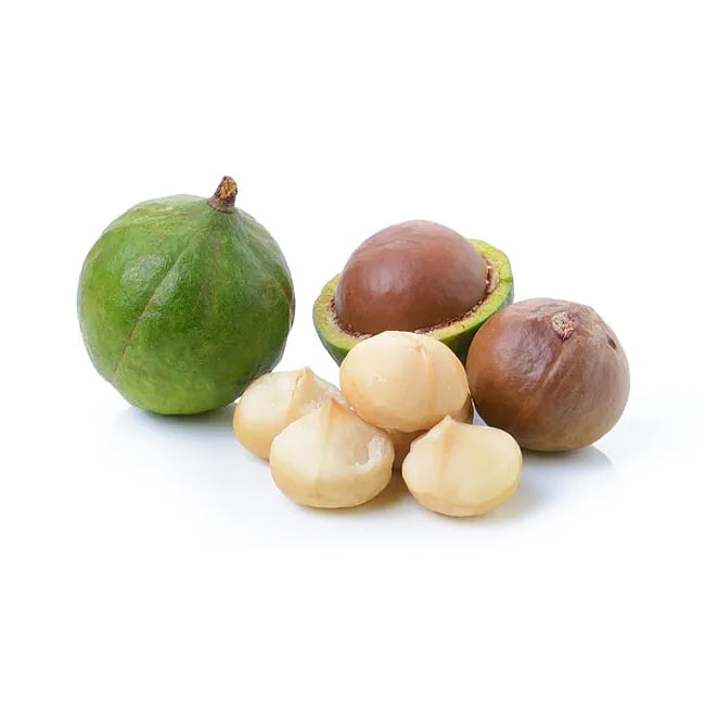 Dwarf Macadamia Lotsa Nuts