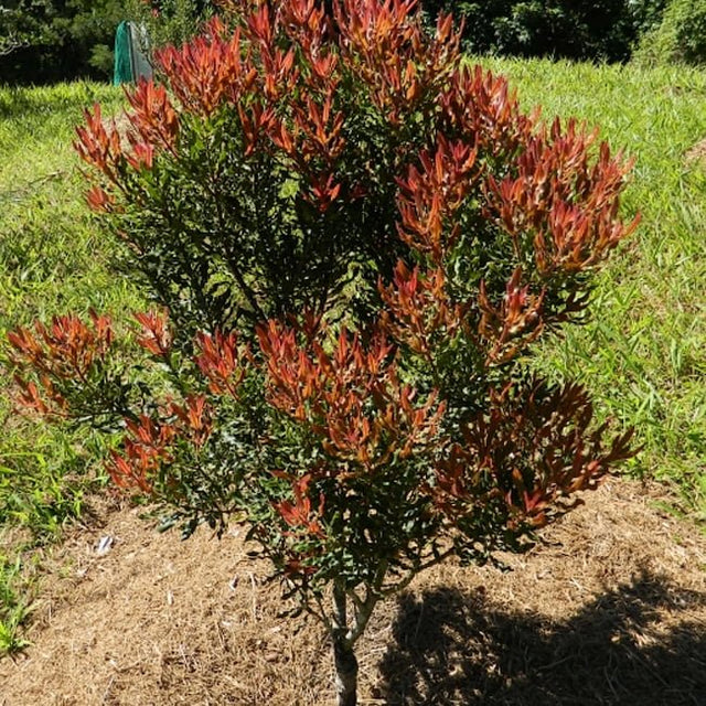 Macadamia Mini Maca Fruit Tree – Buy Now! – Ladybird Nursery