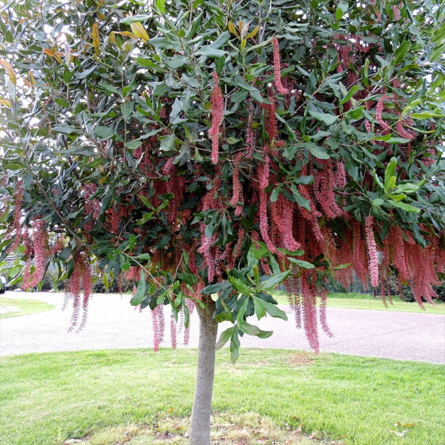 Macadamia Pinkalicious