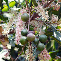 Macadamia Pinkalicious