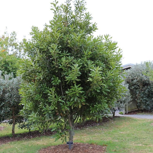 Macadamia Tetraphylla - Ladybird Nursery