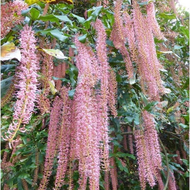 Macadamia Tetraphylla