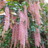 Macadamia Tetraphylla