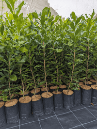 Macadamia Grafted 'A38' - Ladybird Nursery