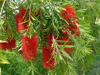 Bottlebrush Mary Mackillop (Callistemon)