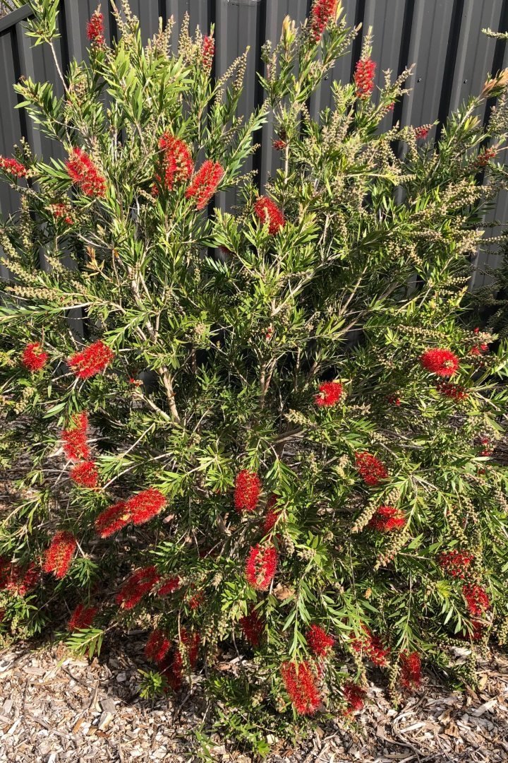 Bottlebrush Mary Mackillop (Callistemon) - Ladybird Nursery