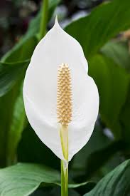 Peace Lily Madonna (Spathiphyllum cv.) - Ladybird Nursery