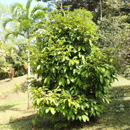 Madrono - Ladybird Nursery