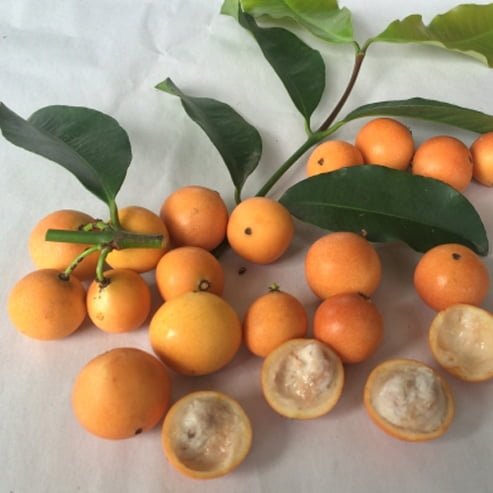 Madrono - Ladybird Nursery