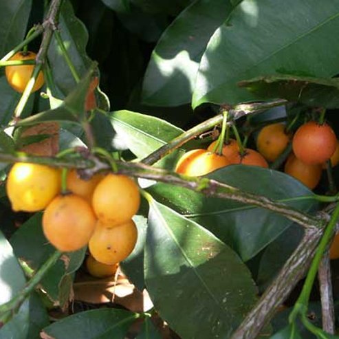 Madrono - Ladybird Nursery