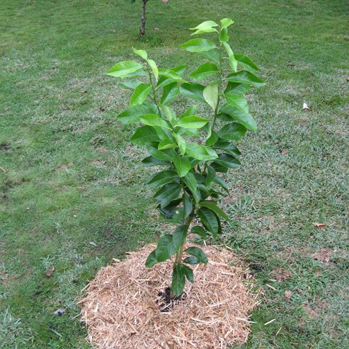 Maestro Mandarin (QLD Only) - Ladybird Nursery