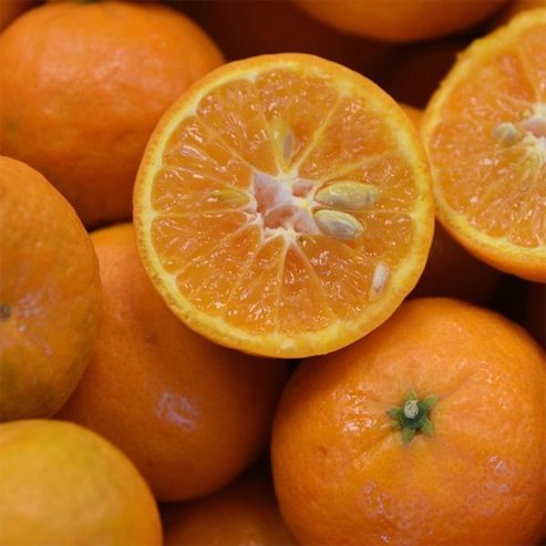 Maestro Mandarin (QLD Only) - Ladybird Nursery
