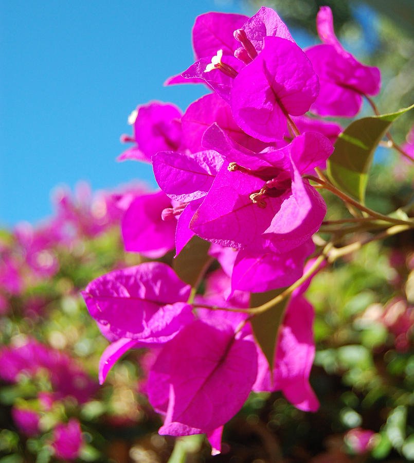 Bougainvillea Magenta Glory (Bougainvillea glabra) - Ladybird Nursery