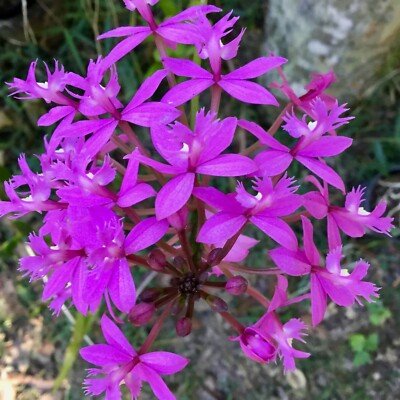 Crucifix Orchid Magenta (Epidendrum ibaguense) - Ladybird Nursery
