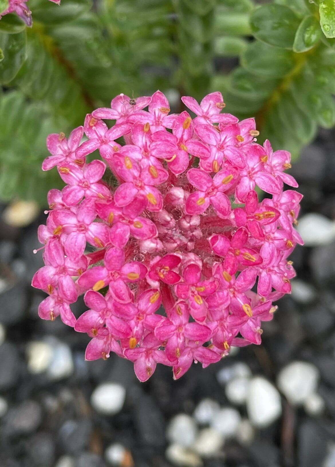Pimelea ferruginea 'Magenta Mist' - Ladybird Nursery