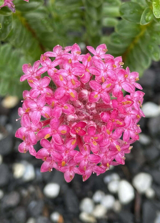 Pimelea ferruginea 'Magenta Mist' - Ladybird Nursery