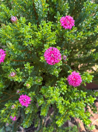 Pimelea ferruginea 'Magenta Mist' - Ladybird Nursery