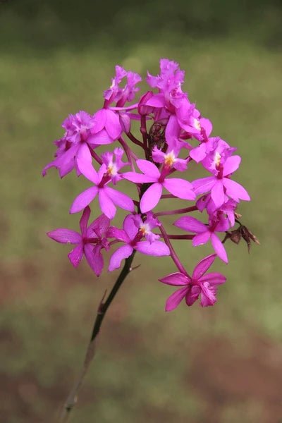 Crucifix Orchid Magenta (Epidendrum ibaguense) - Ladybird Nursery