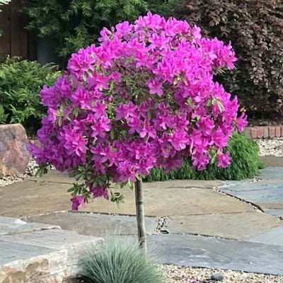 Azalea Violacea - Ladybird Nursery