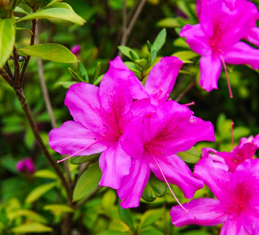 Azalea indica Magnifica