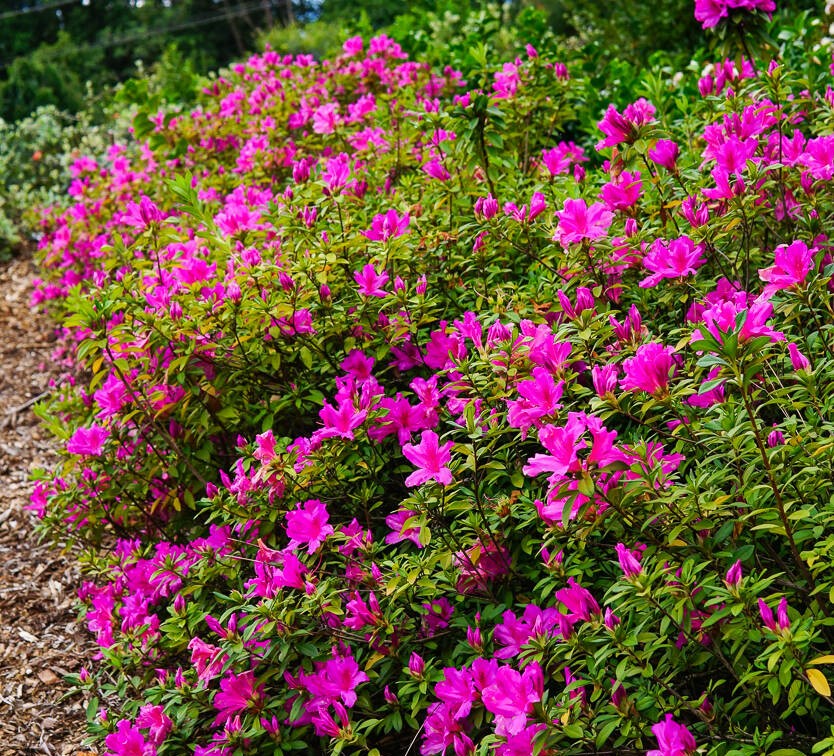 Azalea indica Magnifica