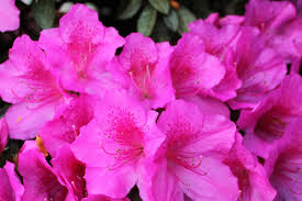 Azalea indica Magnifica