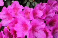 Azalea indica Magnifica - Ladybird Nursery