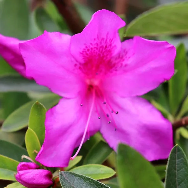 Azalea indica Magnifica