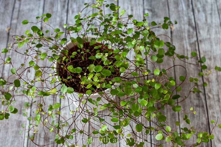 Wire Vine (Muehlenbeckia complexa) - Ladybird Nursery