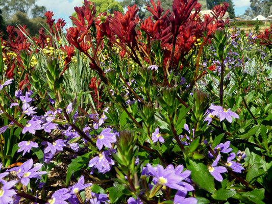 Fan Flower Purple Fanfare (Scaevola aemula)