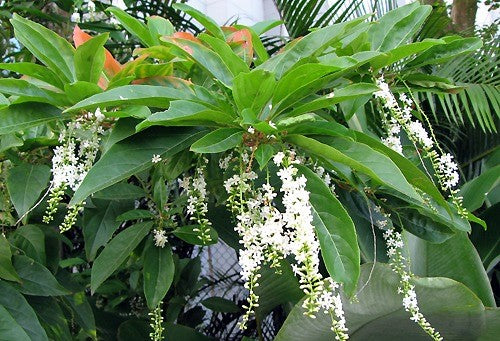 Fiddlewood (Citharexylum quadrangulare)