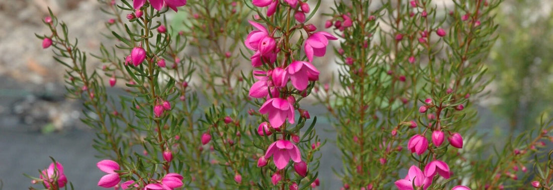 Flamingo Boronia (Boronia Flamingo) - Ladybird Nursery