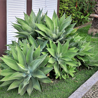 Fox Tail Agave Foxtail (Agave attenuata) - Ladybird Nursery