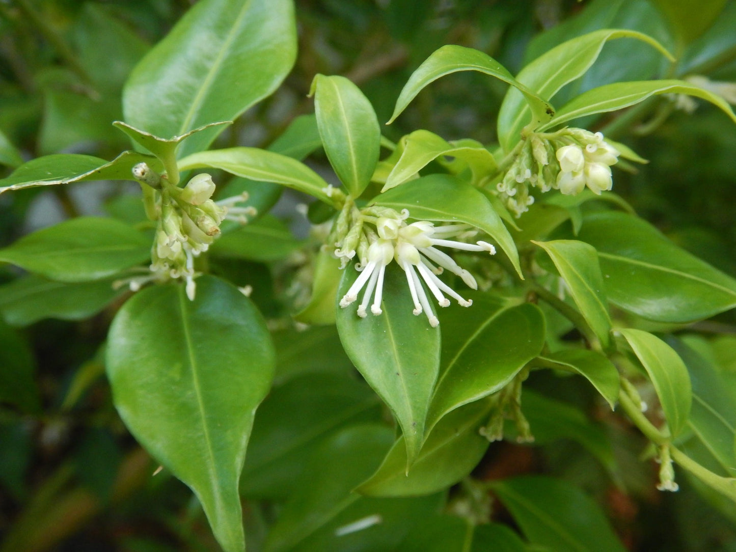 Fragrant Sweet Box (Sarcococca ruscifolia)