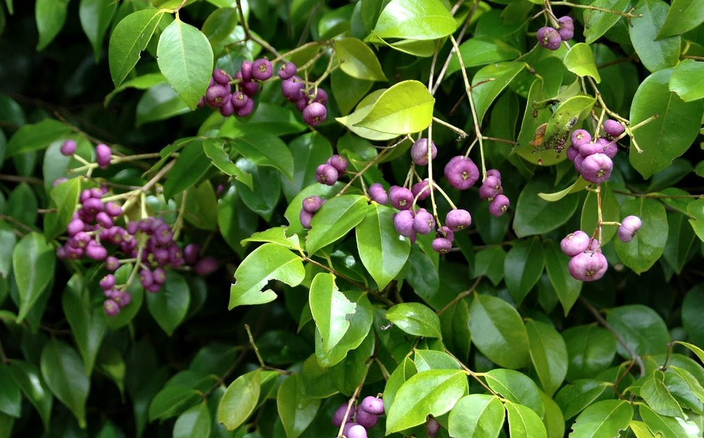 Francis Water Gum (Syzygium francisii)