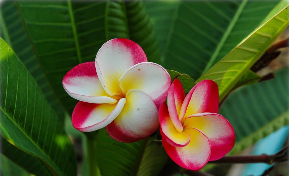 Frangipani (Plumeria rubra)