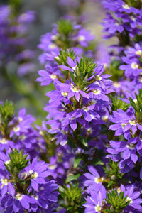 Fan Flower Fantasy Purple (Scaevola)