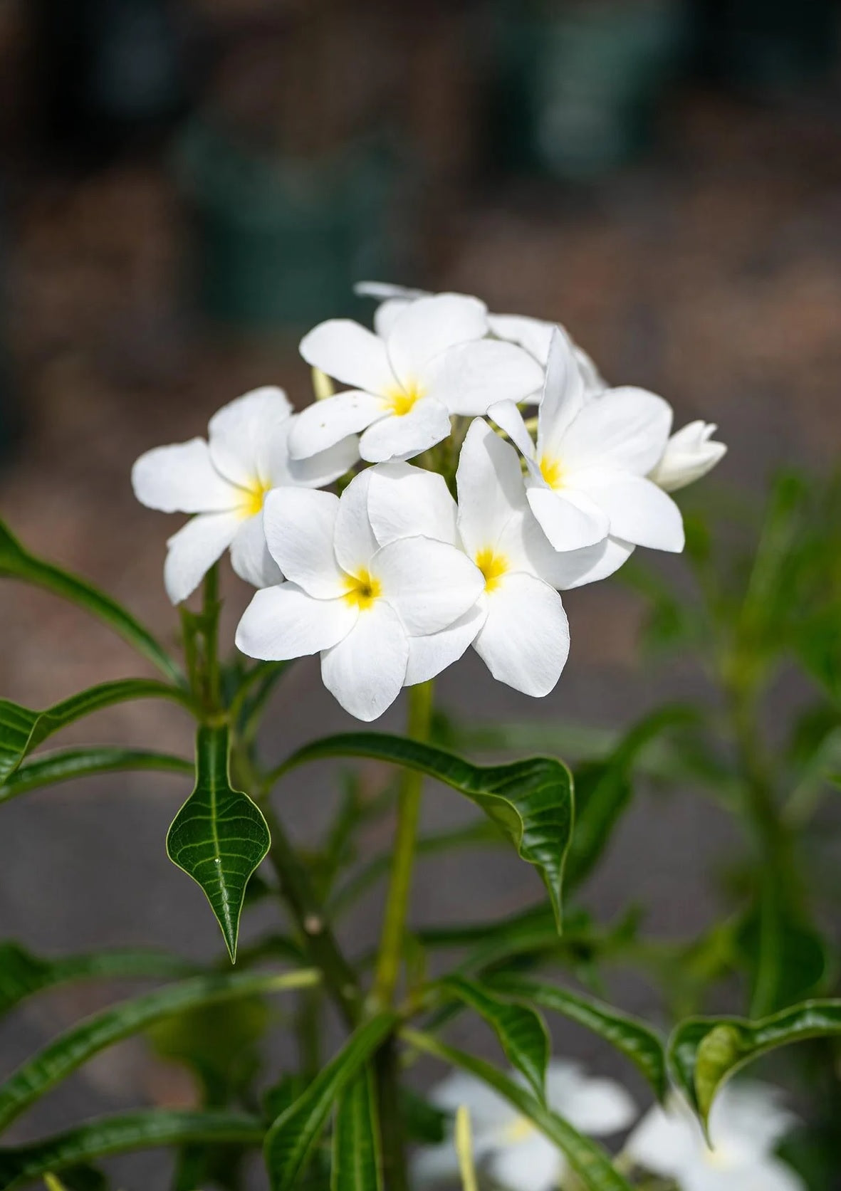Frangipani Evergreen (Plumeria pudica)