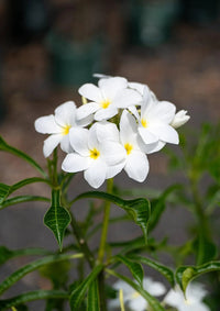 Frangipani Evergreen (Plumeria pudica)