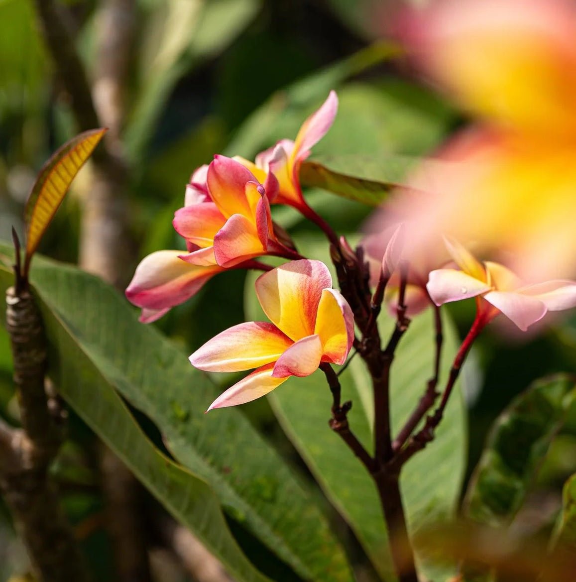 Frangipani Fruit Salad Pink (Plumeria acuta) Advanced 45Ltr Pick Up Only - Ladybird Nursery