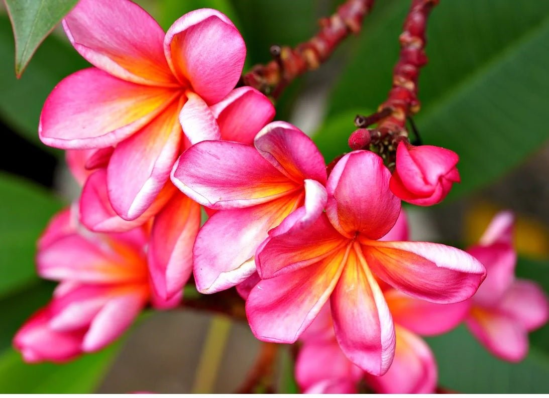 Frangipani Pink (Plumeria rubra) - Ladybird Nursery
