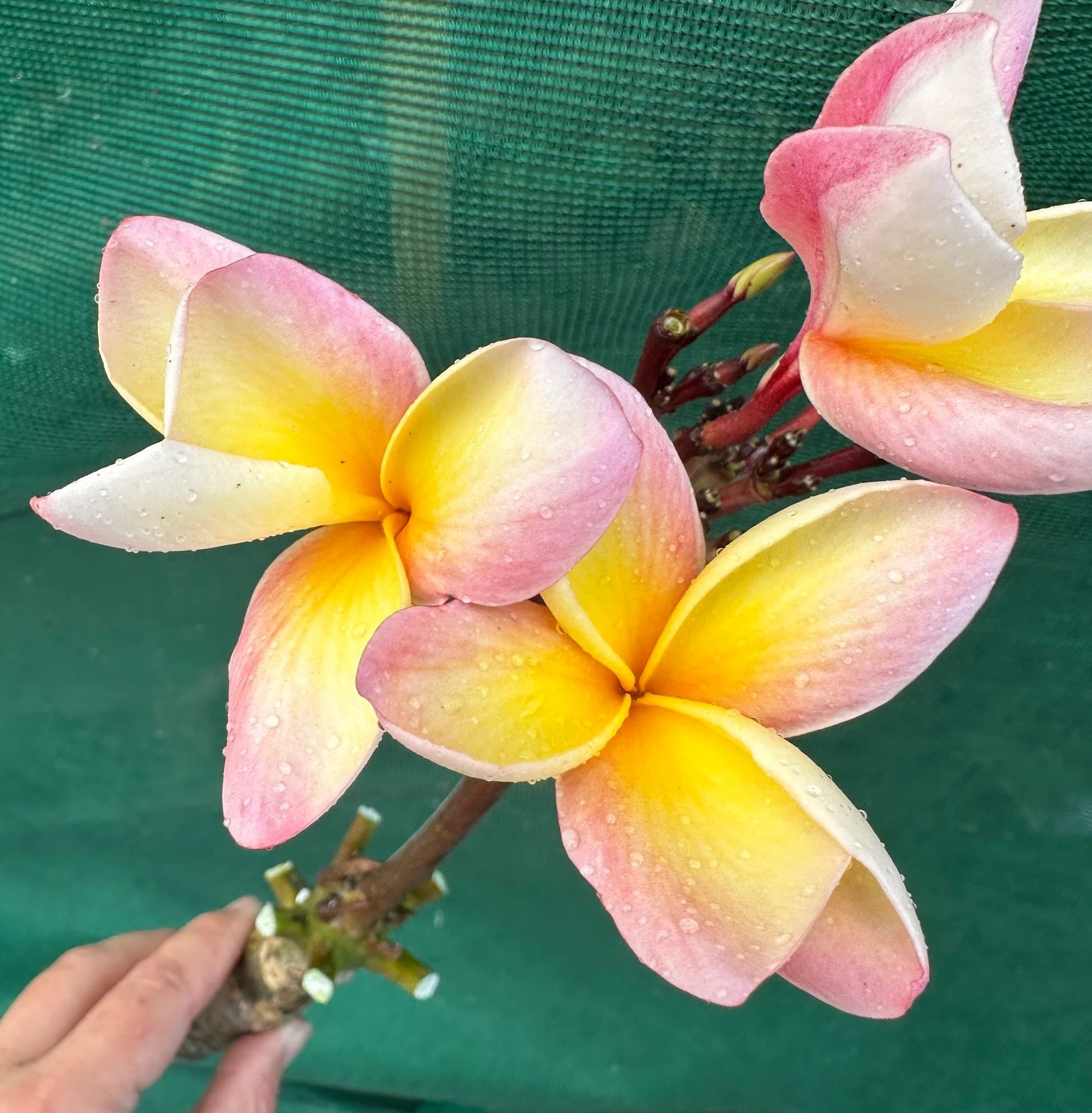Frangipani Sunset Dreamer (Plumeria)
