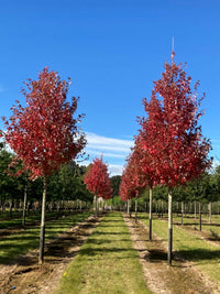 Maple Autumn Blaze (Acer) - Ladybird Nursery