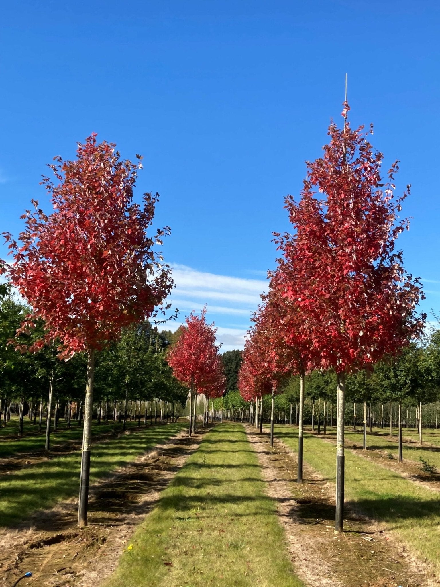 Maple Autumn Blaze (Acer) - Ladybird Nursery